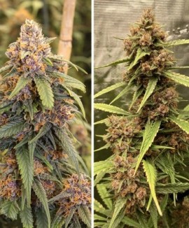 1Durban Poison