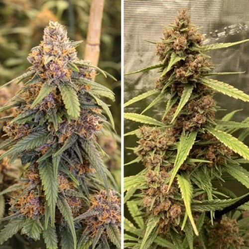 Durban Poison