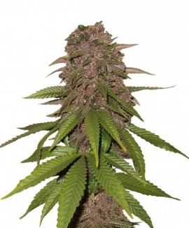 1C4 Auto