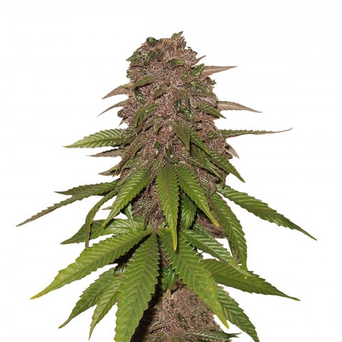 C4 Auto