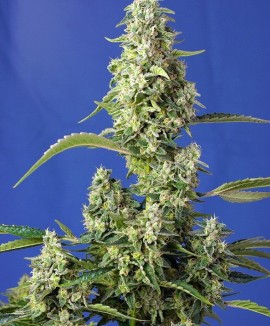 1Gorilla Girl XL Auto