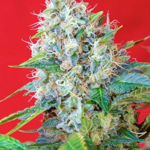 Green Poison