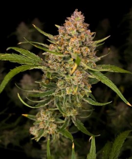 1Guava Auto