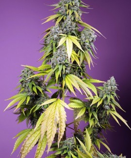 1Jet Fuel Mandarine XL Auto