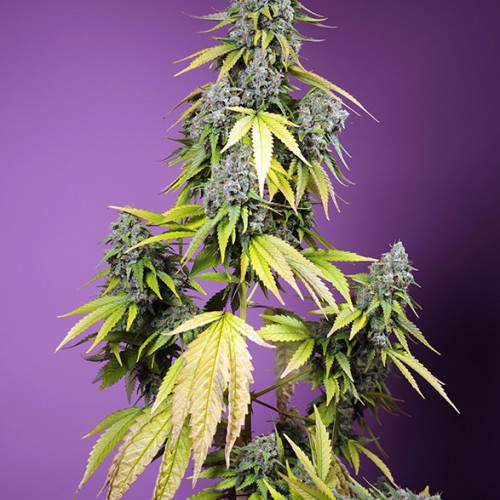 Jet Fuel Mandarine XL Auto