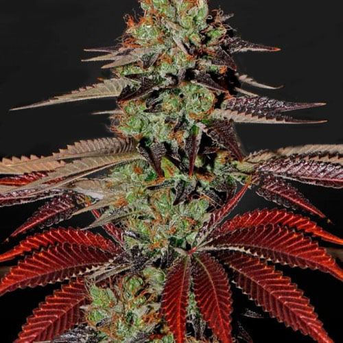 King's Kush Auto