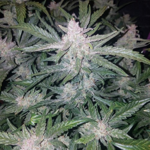 Mexican Airlines Auto Mexican Airlines Auto