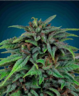 Orange Bud
