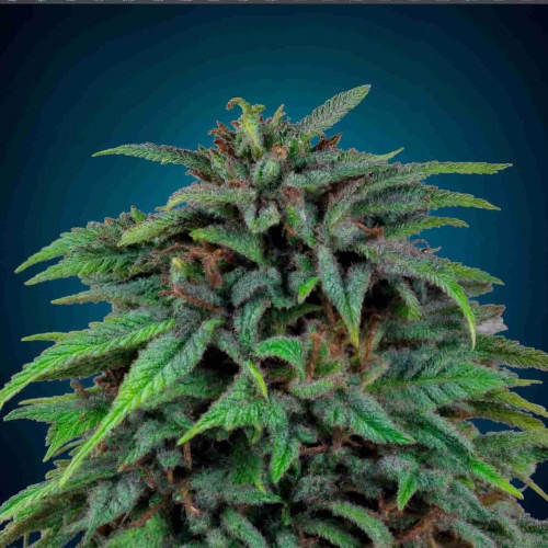 Orange Bud