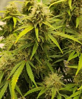 1Orange President Auto