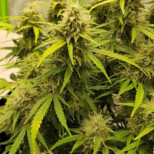 Orange President Auto