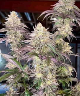 Papaya Sherbet