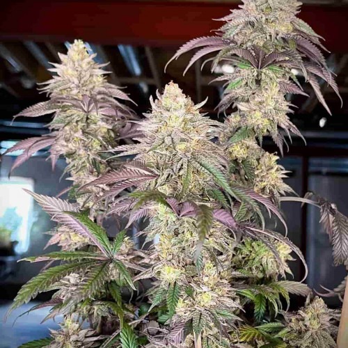 Papaya Sherbet