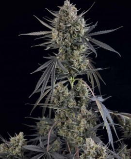 1Pound Cake Auto
