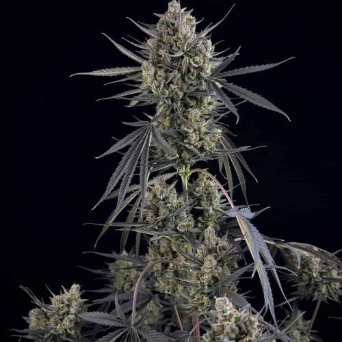 Pound Cake Auto