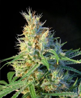 Psicodelicia