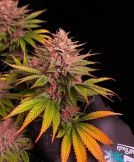 1Purple Lemonade Fast Flowering