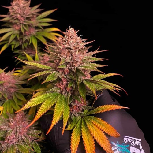Purple Lemonade Fast Flowering