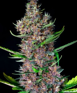 1Red Poison Auto 