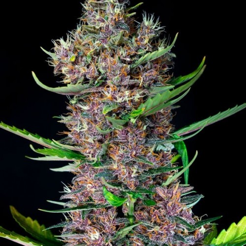 Red Poison Auto 