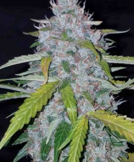 1Six Shooter Auto