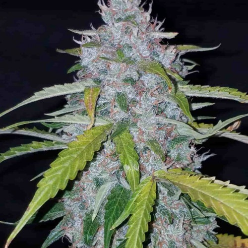 Six Shooter Auto