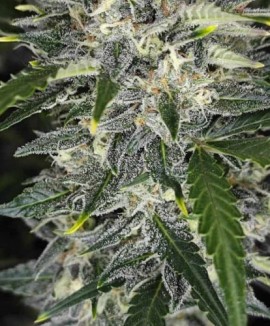 Sour Jealousy Auto