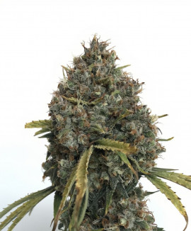 Super Critical Auto