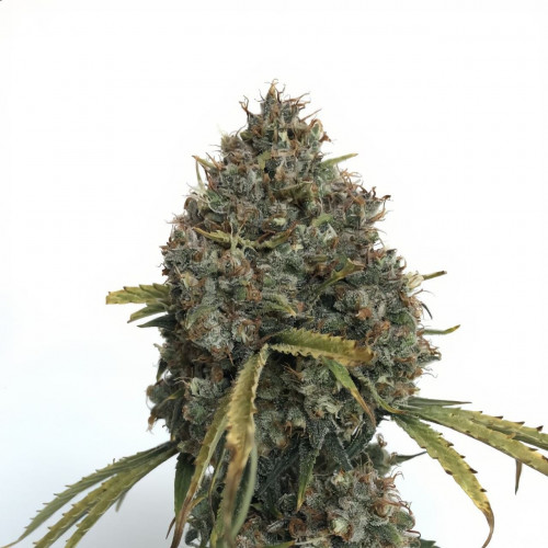 Super Critical Auto