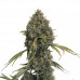 Super Critical Auto