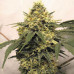 Super Critical Auto