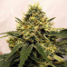 Super Critical Auto