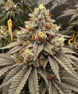 Super Critical Super Critical
