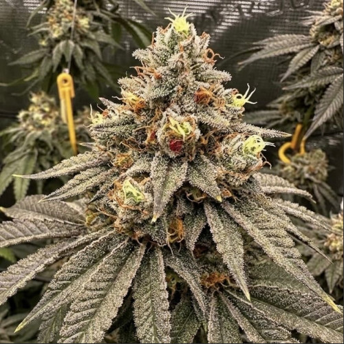 Super Critical