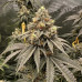 Super Critical