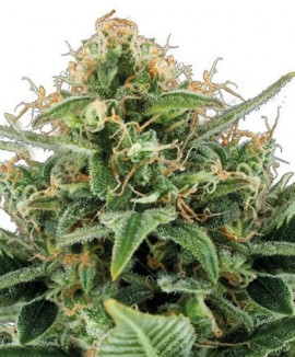 Медицинская марихуана цена tor browser не заходит на сайты hydra2web