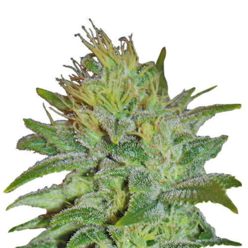 Семена конопли white widow fem марихуана плантаций фото