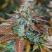 Lemon Kush Lemon Kush