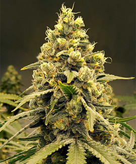 Высокая автоцветущая марихуана семена конопляные в нижнем новгороде