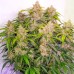 Auto Skywalker Haze