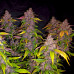 Blackberry Auto