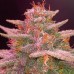 Cherry Cola Auto
