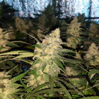 Auto AK-47 XL Feminised 