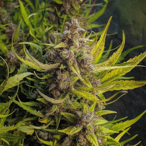 Купить по интернету семена конопли мужские растения марихуаны курить