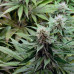 Auto White Virgin Auto White Virgin