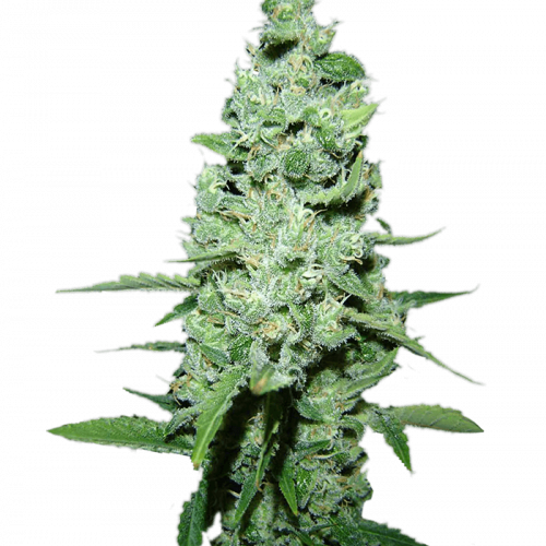 Ак семена конопли марихуана от болезней