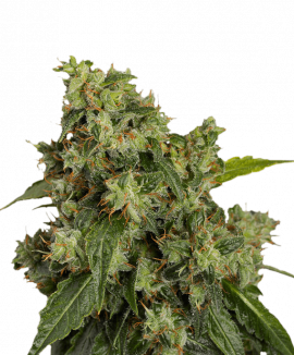 Марихуана семечки автоцветы легализация марихуаны америка