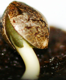 Как проращивать семена конопли и правильно помещать в почву 
