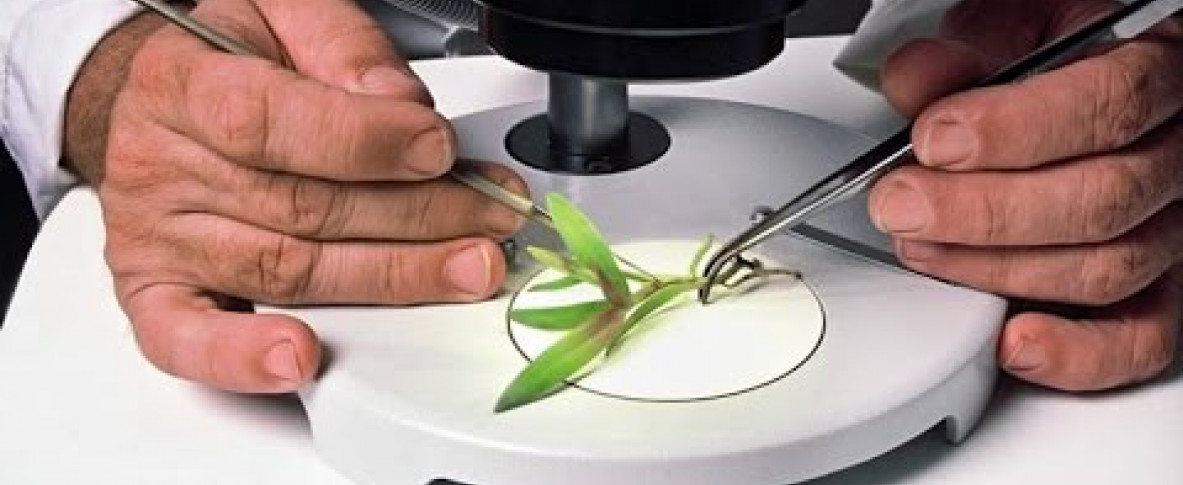 Клонирование растений конопли