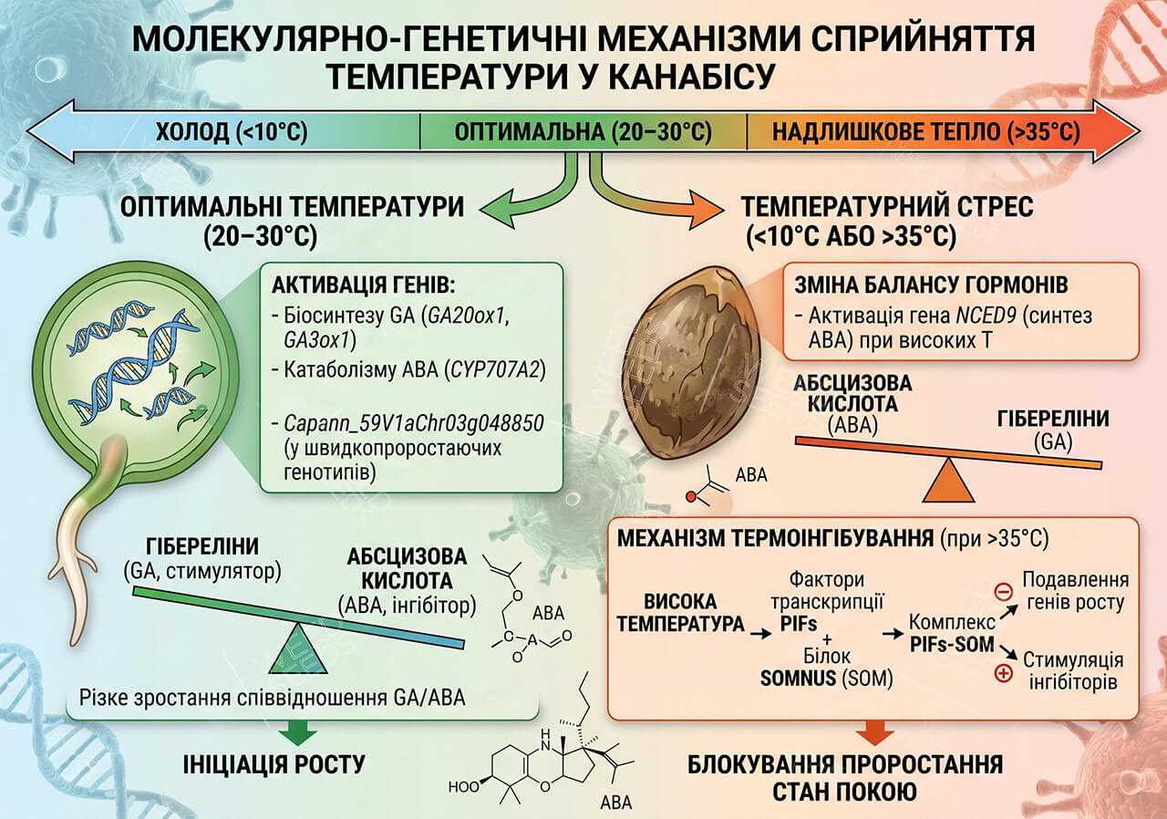 Влияние температуры на гены и гормоны конопли. При 20–30°C активируется биосинтез гиббереллинов (GA), инициирующий рост. При стрессе (>35°C) активируется ген NCED9, повышающий уровень абсцизовой кислоты (АБК), что блокирует прорастание